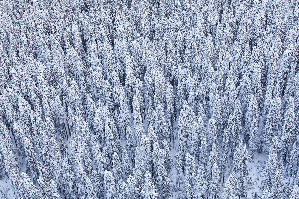 A beautiful Northwest forest in the snow.
